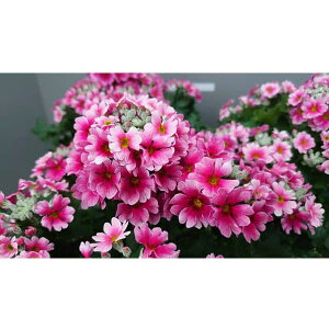 vEtWUNixmjFoCJ[bh5Aiփbhj