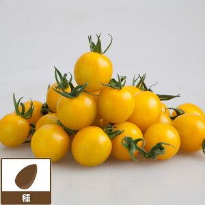 [](ƖpE󒍐Yi)g}gFCG[~~ 100[؃^l]*