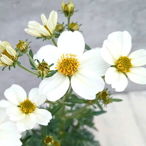 Ԃ̕c/EC^[RXXirfXjFzCg3|bg