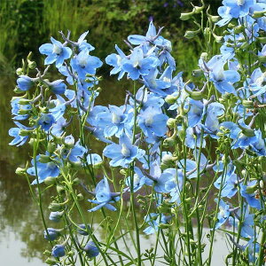 Ԃ̕c/ftBjEFNufr[eB[3.5|bg