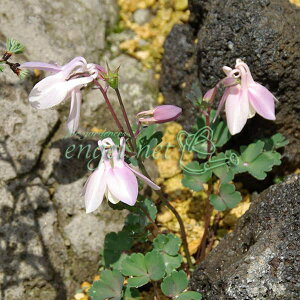 Ԃ̕c/~}I_}L([R)F3|bg