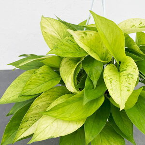 ϗtA/|gXFemq~R@5݂蔫