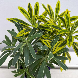 Ԃ̕c/[tHrAF}A[Wi2FAFS[fC{[Vo[Xj3.5|bg