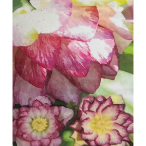 ]c|̃NX}X[YF_uoCJ[O[v3.5O|bg