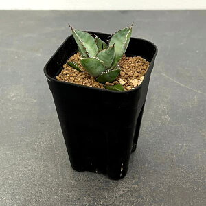 ϗtA/AKxF`^m^ p_ 3A*