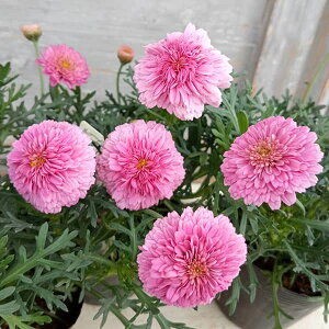 Ԃ̕c/}[KbgFs[`tA4|bg