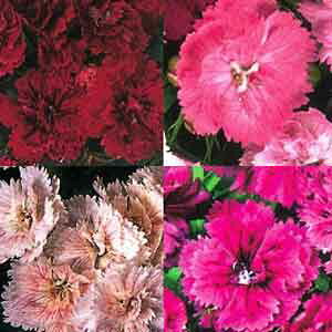 Ԃ̕c/[]_CATXFd炫_CiXeB܂ԐF~bNXZbg3|bg28Zbg