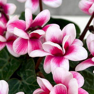 Ԃ̕c/dVNF` sReB[YiZj3|bg