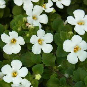 Ԃ̕c/oRpFuU[hiԁj3|bg