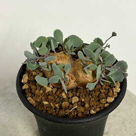 観葉植物/[棚卸セール]オトンナ：カカリオイデス 2.5号鉢植え24-01