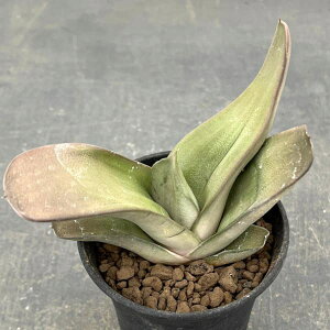 ϗtA/[IZ[]KXeAFzCgS[Xg 3A