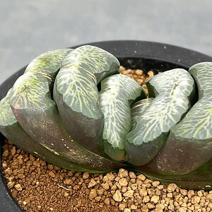 ϗtA/nI`AFʐ 3.5A25-02