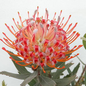 Ԗ ؂̕c/[RXy}isNbVjFXJ[bgE{7|bg