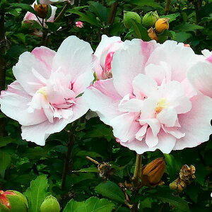 Ԗ ؂̕c/NQiہjFsNfCg3.5|bg