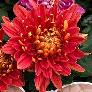 Ԃ̕c/|bg}ERXRpNg uY3.5|bg