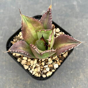 ϗtA/AKxF`^m^ m[l[ 3|bg