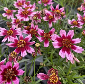 Ԃ̕c/RIvVXF^S[@K[lbg3.5|bg