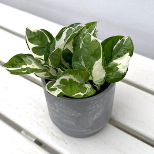 ϗtA/|gXFGWCEJo[iSKXebvH10OCjt