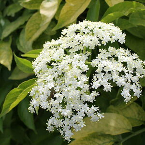 Ԗ ؂̕c/mjgRiG_[t[jFΗt5|bg