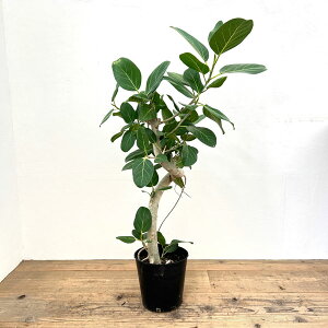 �ϗt�A��/[�I���Z�[��]�t�B�J�X�F�x���K�����V�X 7��25-01