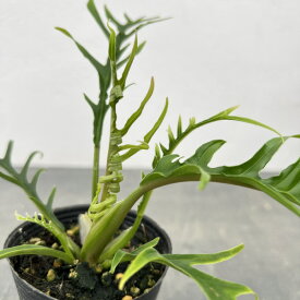 観葉植物/フィロデンドロン：トータム 2.5号ポット