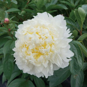 Ԃ̕c/VNNi䉖jF`F_[`[Y4|bg