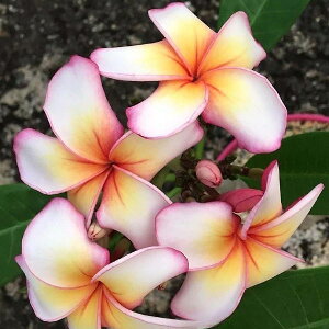 Ԗ ؂̕c/i킯jvAF}JiiMacarenaj5A