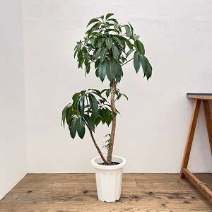 ϗtA/[]cs_TXFJvgcXiȂj8A25-01