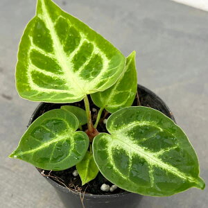 �ϗt�A��/�A���X���E���F�h�����L�@�V���o�[�{�[���@2.5���|�b�g