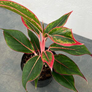 ϗtA/AOIl}FbhS[h3.5|bg