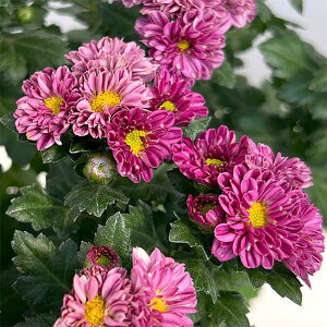 Ԃ̕c/ďH炫dƋeiԕtecjFՉ4|bg