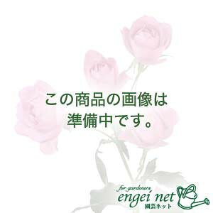 ւJo[FO[L[p[ 4ipiO[j