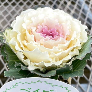 Ԃ̕c/n{^FxCr[`[3|bg