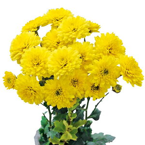 Ԃ̕c/ԂȂe~炫 炫ςeF 4|bg