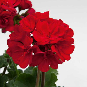 Ԃ̕c/[jEF[Cg@fjX3.5|bg