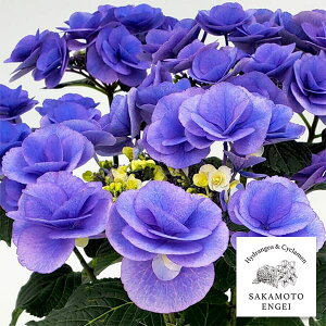 Ԗ ؂̕c/AWTCF||iu[j3.5|bg