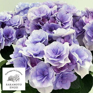 Ԗ ؂̕c/AWTCFNCu[PiACju[3.5|bg