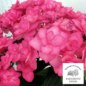 Ԗ ؂̕c/AWTCF|[WBu[P T[VisNj3.5|bg