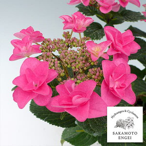 Ԗ ؂̕c/AWTCF|[WBu[P@~~isNj3.5|bg