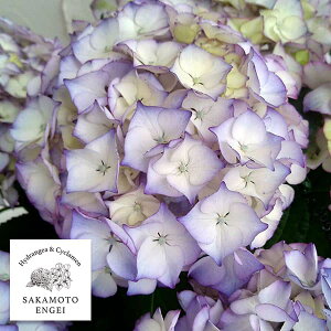 Ԗ ؂̕c/AWTCFXC[gAXiu[j3.5|bg