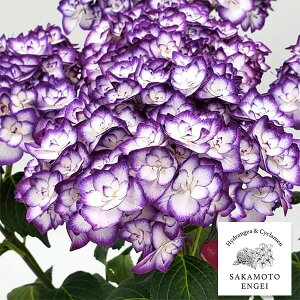 Ԗ ؂̕c/AWTCFPi݂сjiu[^p[vj3.5|bg