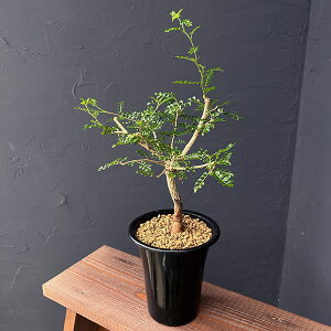 ϗtA/[UEt@[ZNg]IyNJAFfJ[ 4.5A25-01