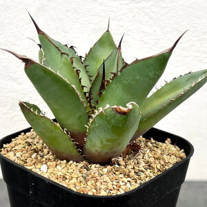 ϗtA/AKxF`^m^@V[N\[h@3A