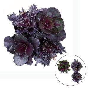 Ԃ̕c/n{^Fqi~cRj4{A3|bg