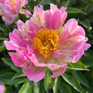 Ԃ̕c/VNNiC^[ZNVinCubhjFsNXvEU[4|bg