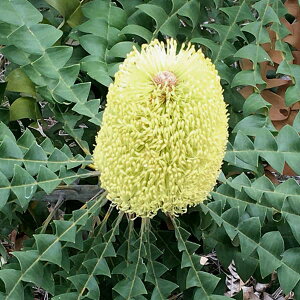 Ԗ ؂̕c/oNVAFOfBX 7|bg*