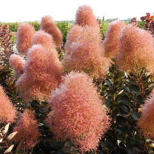 Ԗ ؂̕c/X[Nc[F}WJg[`4-4.5|bg