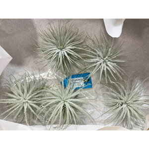 ϗtA/[]`WAFeNgieNgjLTCYia10cmOj5Zbg