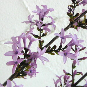 Ԗ ؂̕c/CbNFyVJ VjA[^ 3|bg