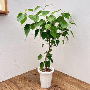 ϗtA/tBJXFWI[TiX[}n[{_CWj7A